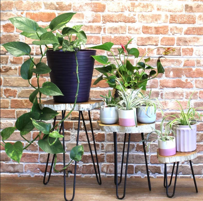 Set of 3 Gamal Wood Plant Stands - Whitewash only