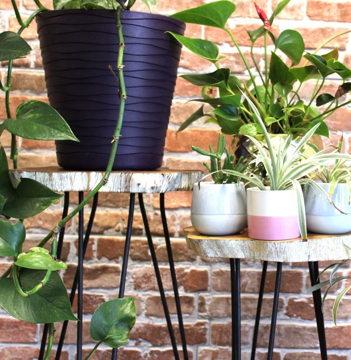 Set of 3 Gamal Wood Plant Stands - Whitewash only